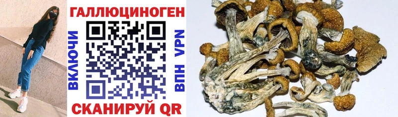 Купить Инта Псилоцибиновые грибы Psilocybine cubensis